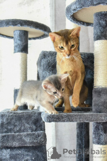 Photo №4. I will sell abyssinian cat in the city of Zaporizhia. breeder - price - 500$