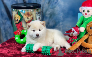 Photo №1. shiba inu - for sale in the city of Manila | negotiated | Announcement № 75323