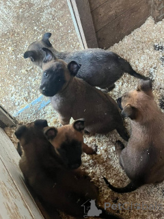 Photo №4. I will sell malinois in the city of ATH. private announcement - price - Is free