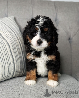 Photo №1. non-pedigree dogs - for sale in the city of Berlin | negotiated | Announcement № 168959