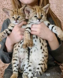 Photo №1. savannah cat - for sale in the city of Planken | 687$ | Announcement № 117506