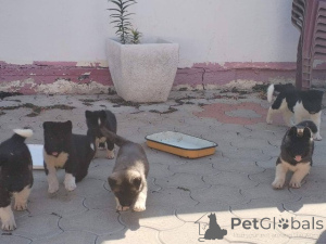 Photo №1. american akita - for sale in the city of Ruma | negotiated | Announcement № 173464