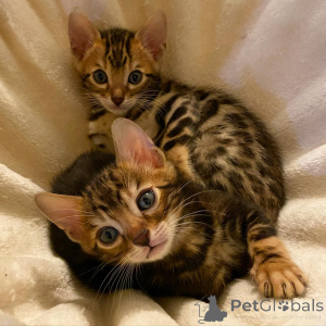 Photo №2 to announcement № 159889 for the sale of bengal cat - buy in Lithuania private announcement