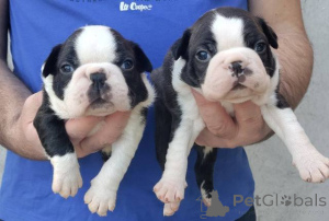 Photo №1. boston terrier - for sale in the city of Belgrade | negotiated | Announcement № 139927