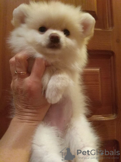 Photo №4. I will sell pomeranian in the city of Eindhoven. private announcement - price - 412$