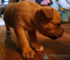 Photo №3. Dog. Germany