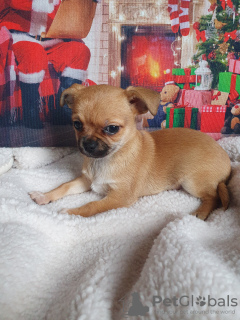 Photo №2 to announcement № 129510 for the sale of chihuahua - buy in Georgia private announcement, from nursery, breeder
