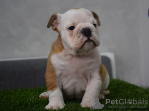 Additional photos: English bulldog puppies