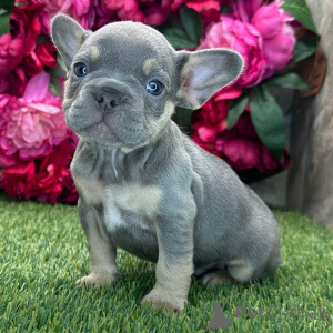 Photo №1. french bulldog - for sale in the city of New York | 800$ | Announcement № 175386