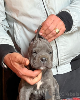 Additional photos: Cane corso