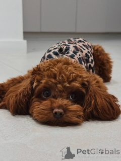 Photo №2 to announcement № 159965 for the sale of poodle (toy) - buy in United Kingdom private announcement