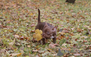 Photo №4. I will sell american bully in the city of Helsinki. breeder - price - 1691$