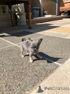 Photo №1. chihuahua - for sale in the city of Јaslovsk Bochuyce | negotiated | Announcement № 169538