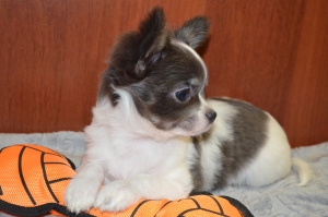 Photo №1. chihuahua - for sale in the city of Voronezh | 236$ | Announcement № 5411