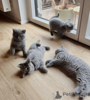 Photo №2 to announcement № 173814 for the sale of british shorthair - buy in United Kingdom private announcement, breeder