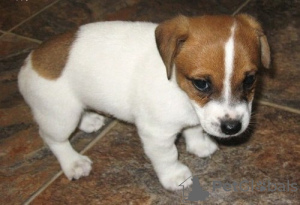 Photo №1. jack russell terrier - for sale in the city of Berlin | 400$ | Announcement № 56590