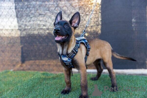 Photo №1. belgian griffon - for sale in the city of Culemborg | negotiated | Announcement № 170362