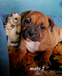 Photo №1. staffordshire bull terrier - for sale in the city of Vuillafans | 1691$ | Announcement № 78623