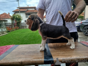 Photo №4. I will sell beagle in the city of Lajkovac. private announcement - price - negotiated