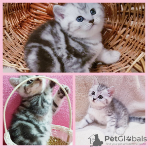Photo №1. scottish fold - for sale in the city of Minsk | negotiated | Announcement № 39002