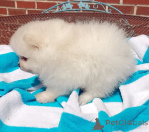 Photo №1. pomeranian - for sale in the city of Colorado City | 300$ | Announcement № 147481