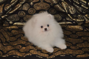 Photo №1. pomeranian - for sale in the city of Kiev | 1676$ | Announcement № 4598