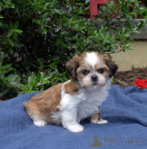 Photo №1. shih tzu - for sale in the city of Cannon Beach | 500$ | Announcement № 174489