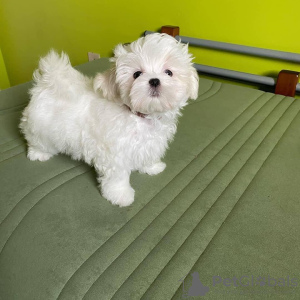 Photo №1. maltese dog - for sale in the city of Helsinki | negotiated | Announcement № 127543