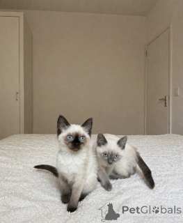 Photo №1. siamese cat - for sale in the city of Magdeburg | negotiated | Announcement № 176586