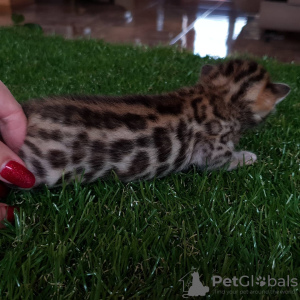 Photo №4. I will sell bengal cat in the city of Москва. from nursery - price - 1200$