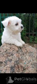 Photo №2 to announcement № 65252 for the sale of maltese dog - buy in Greece from nursery