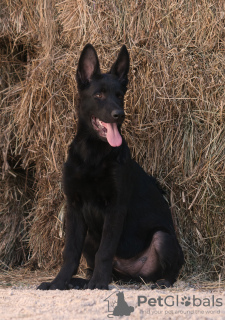 Photo №2 to announcement № 7256 for the sale of german shepherd - buy in Ukraine private announcement