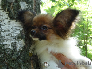 Additional photos: Papillon puppy boy - Marie Ross Julian