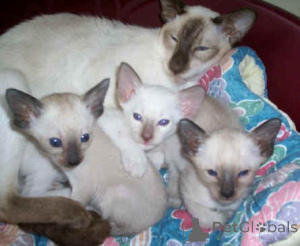 Photo №1. siamese cat - for sale in the city of Berlin | 774$ | Announcement № 160460