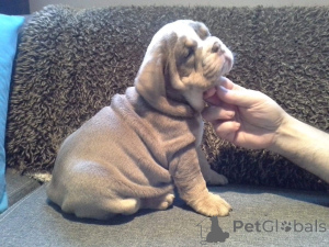 Photo №1. english bulldog - for sale in the city of Aachen | 376$ | Announcement № 149035