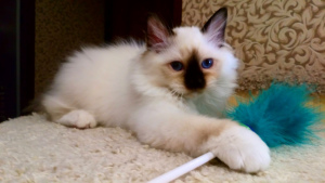 Photo №1. birman - for sale in the city of Belgorod | Negotiated | Announcement № 1258