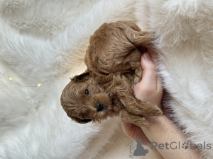 Photo №2 to announcement № 161955 for the sale of maltipu - buy in Russian Federation private announcement