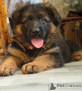 Photo №1. german shepherd - for sale in the city of Kiev | 600$ | Announcement № 9166