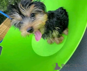 Photo №2 to announcement № 121638 for the sale of yorkshire terrier - buy in United Kingdom private announcement, from nursery, from the shelter