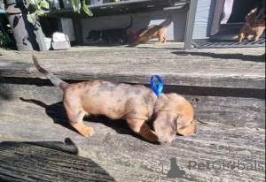 Photo №4. I will sell dachshund in the city of PARNDORF. breeder - price - 671$