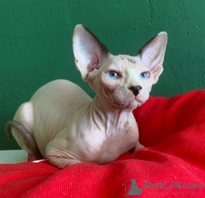 Photo №2 to announcement № 27971 for the sale of sphynx-katze - buy in Russian Federation private announcement