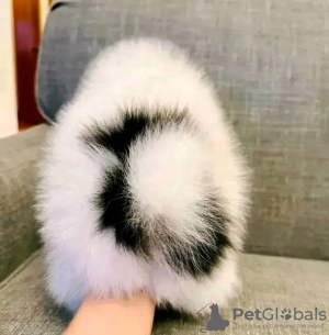 Photo №3. Toilet trained pomeranian. Netherlands