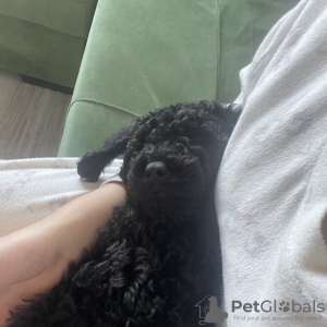 Additional photos: Two months old poodle