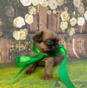 Photo №2 to announcement № 139048 for the sale of petit brabançon - buy in Russian Federation 