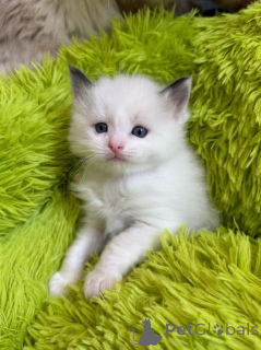 Photo №4. I will sell ragdoll in the city of Denver. breeder - price - 230$