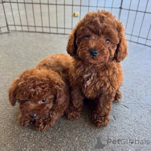 Photo №1. poodle (toy) - for sale in the city of Gothenburg | negotiated | Announcement № 173457