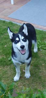 Photo №2 to announcement № 56942 for the sale of siberian husky - buy in Germany private announcement