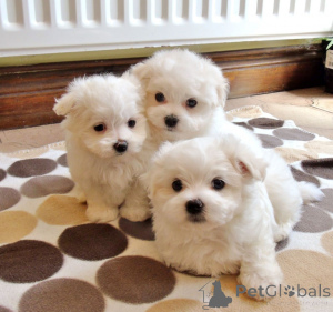 Photo №2 to announcement № 135485 for the sale of maltese dog - buy in Australia 