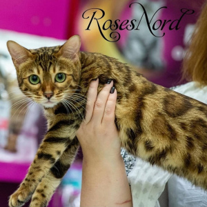 Photo №2 to announcement № 6385 for the sale of bengal cat - buy in Russian Federation from nursery, breeder