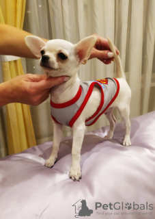 Photo №2 to announcement № 73042 for the sale of chihuahua - buy in Russian Federation from nursery, breeder